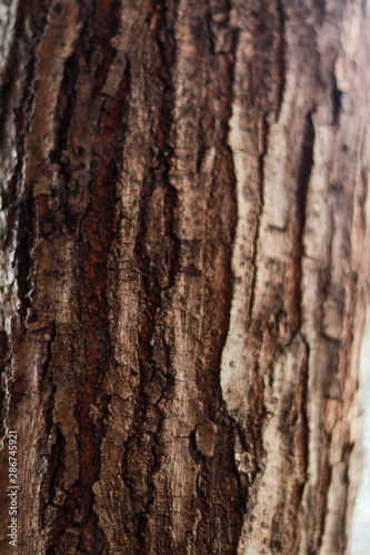 Wood texture