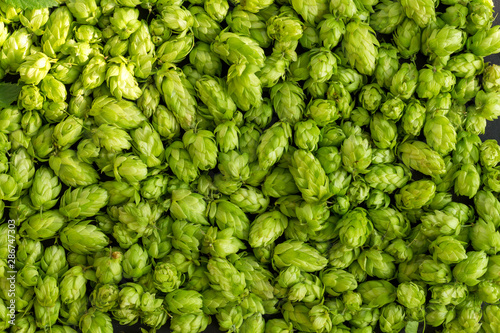 Green ripe hop cones for brewery and bakery background pattern. photo