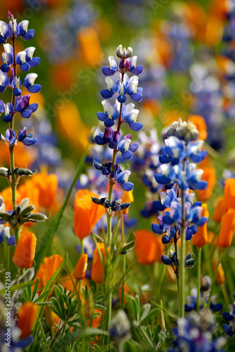 field of lupine and California poppies