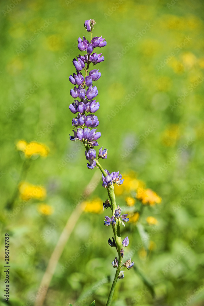 Fototapeta premium wild flowers