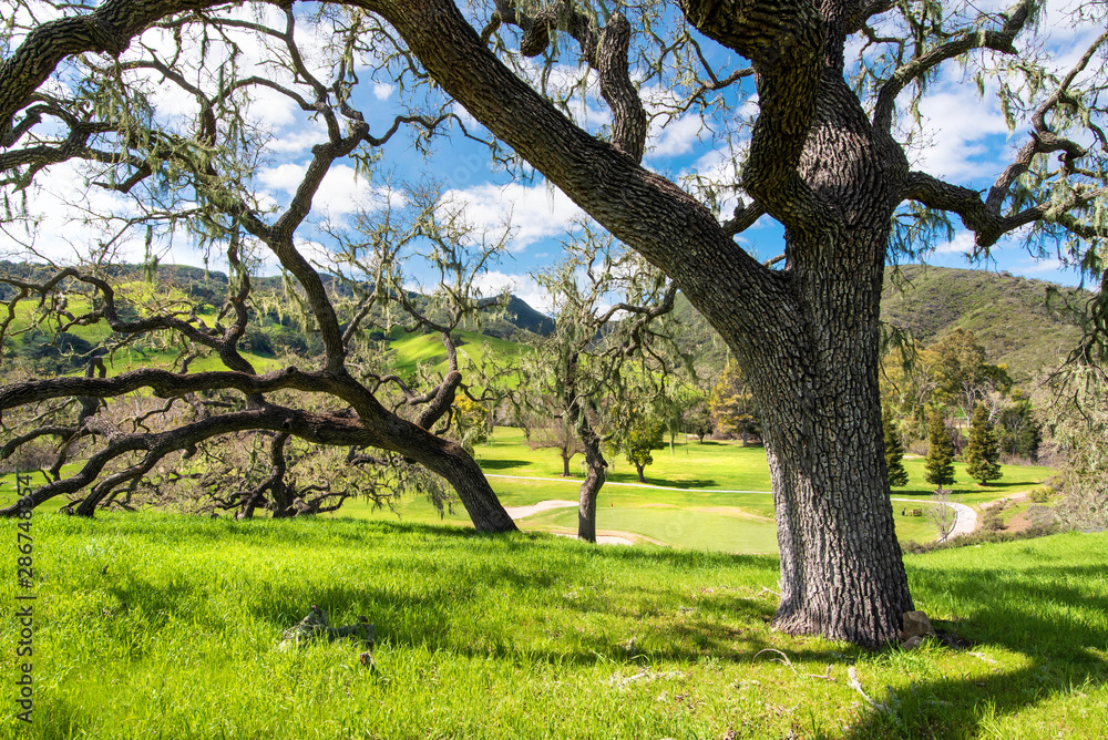 Fototapeta premium tree in the park