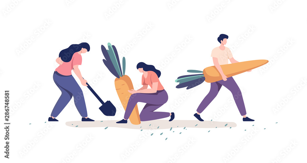 People harvesting vegetables. Organic vegetable crops cultivation. Farmer carry huge carrot. Vector illustration.