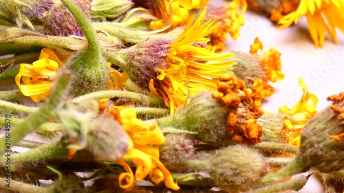 Macro image of Arnica herb