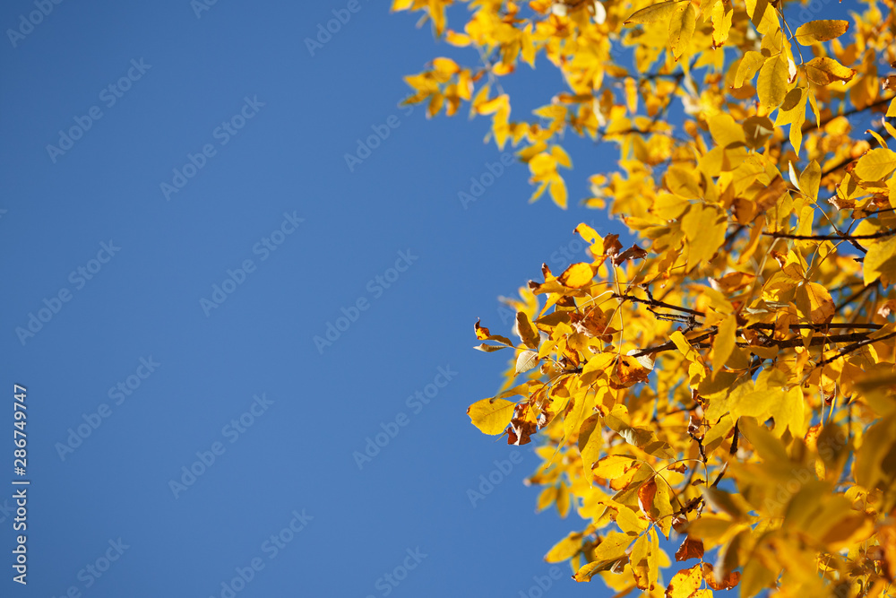 Autumn bright orange leaves against the blue sky on a Sunny September day. Bright leaves . autumn background with copyspace Autumn bright orange leaves against the blue sky on a Sunny September day. Bright leaves . autumn background with copyspace