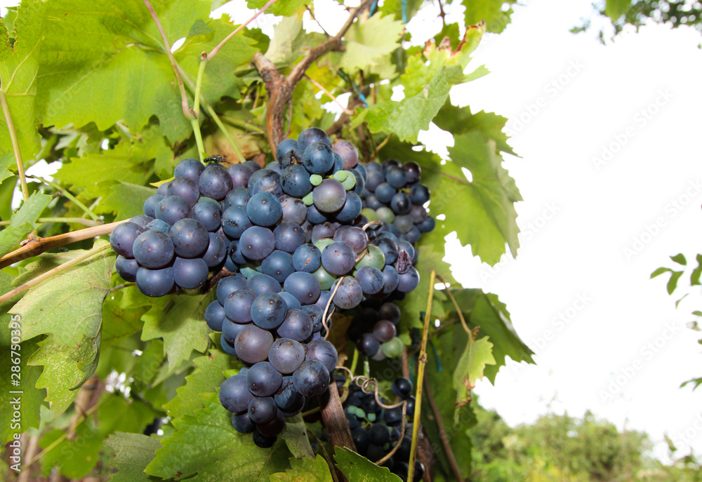 Red wine grapes on vine in vineyard, close-up.