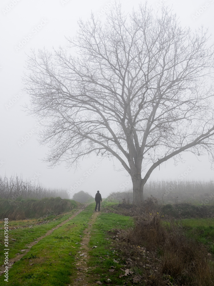 autumn day with fog, man under a bare tree of leaves autumn day with fog, man under a bare tree of leaves