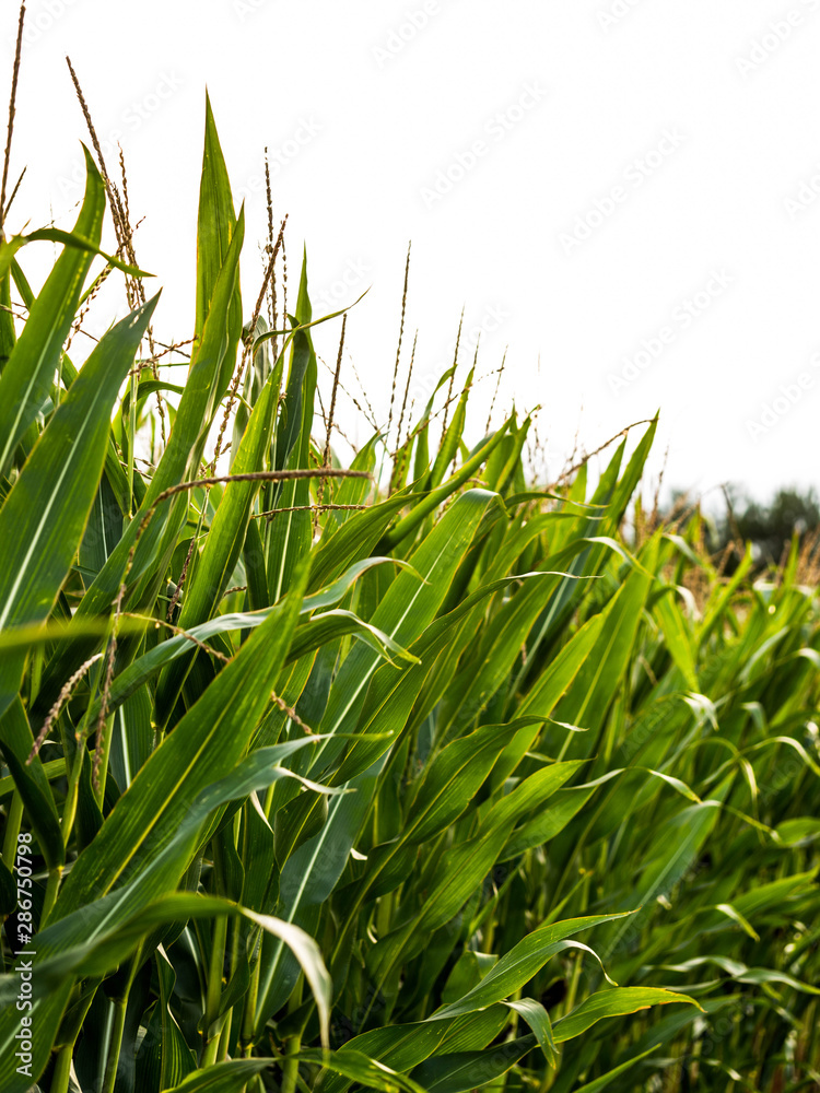 Obraz premium Pole kukurydzy