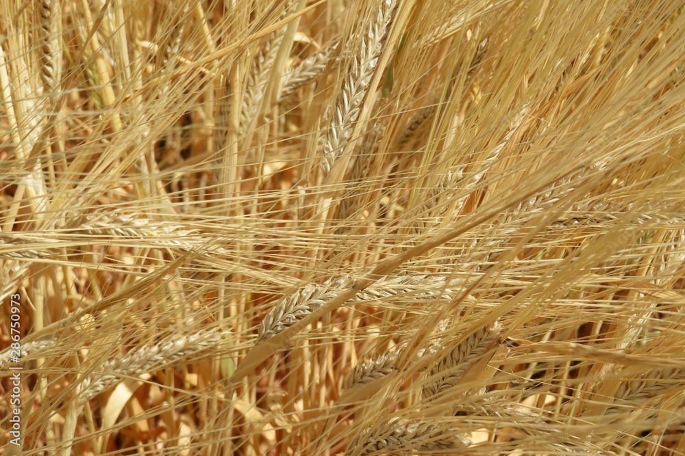 Golden wheat on european field, closeup Golden wheat on european field, closeup