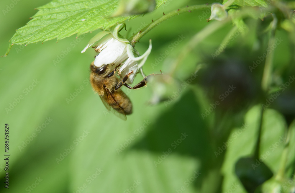 Working wild honey bee Working wild honey bee