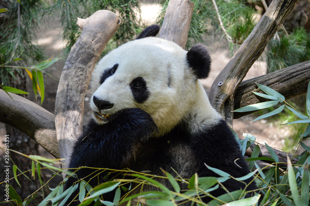 Fototapeta premium Adorable panda munches on his lunch of bamboo