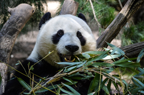 Fototapeta Naklejka Na Ścianę i Meble -  Adorable panda munches on his lunch of bamboo