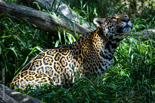 Female jaguar stares up into the foliage, frozen, waiting, and watching