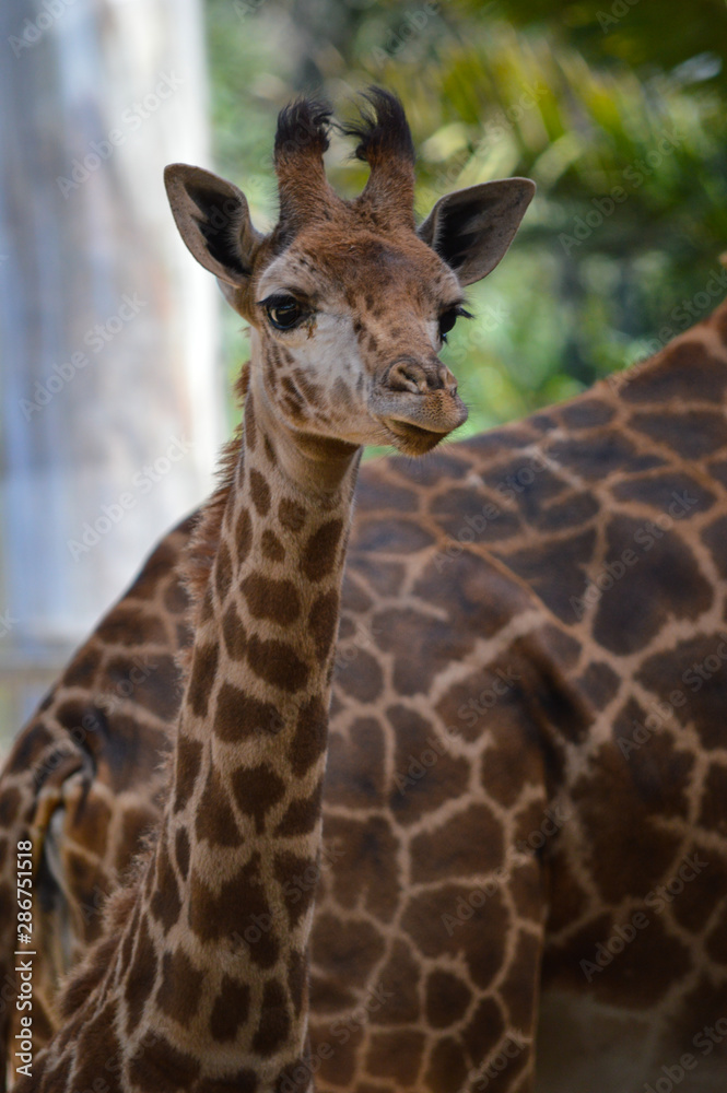Adorable baby giraffe stares off into the middle distance