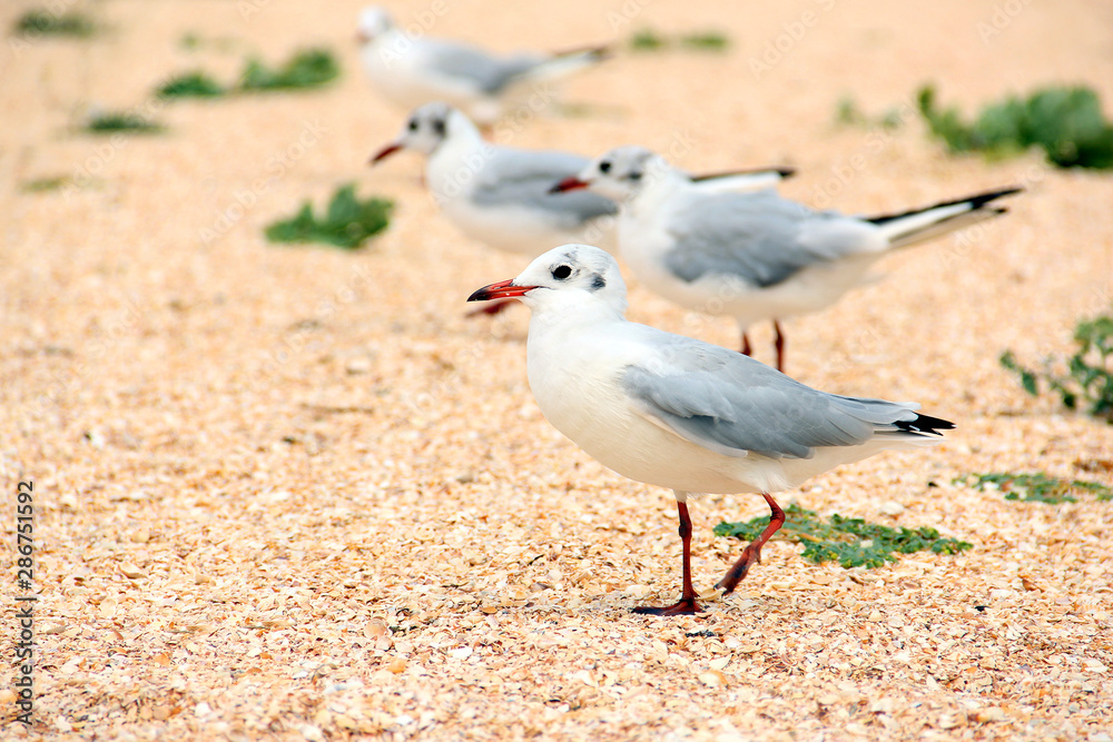 Larus argentatus. Silver gull on the seashore. Gull Larus argentatus. Silver gull on the seashore. Gull