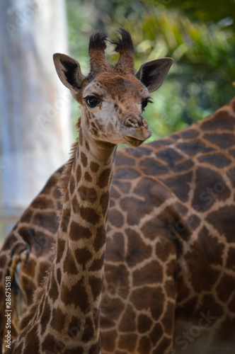 Adorable baby giraffe stares off into the middle distance © Rebecca