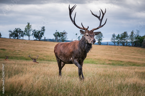 Hirsch mit Geweih