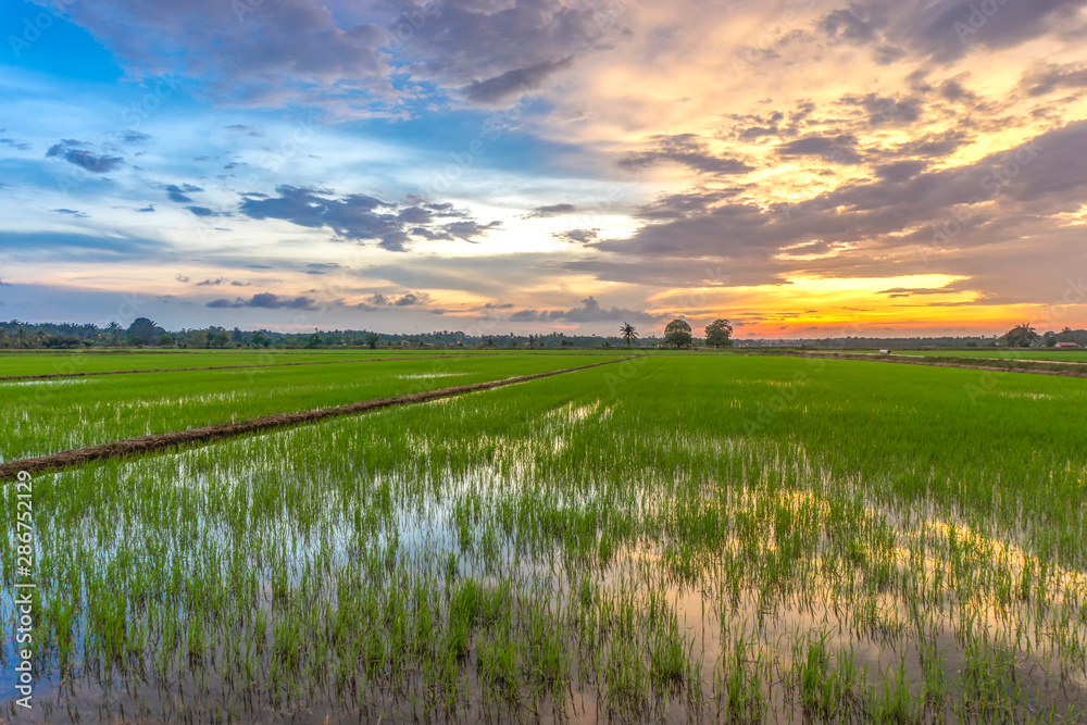 Beautiful panorama sunset view on paddy field