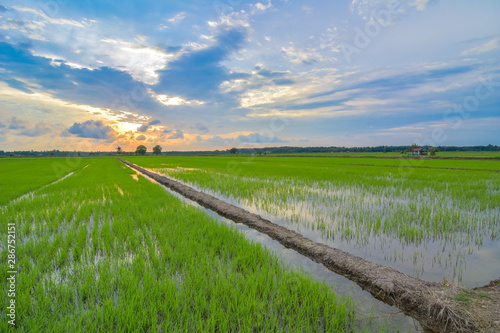 Beautiful panorama sunset view on paddy field