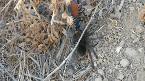 Tarantula Hawk wasp dragging a paralyzed tarantula spider towards its den.