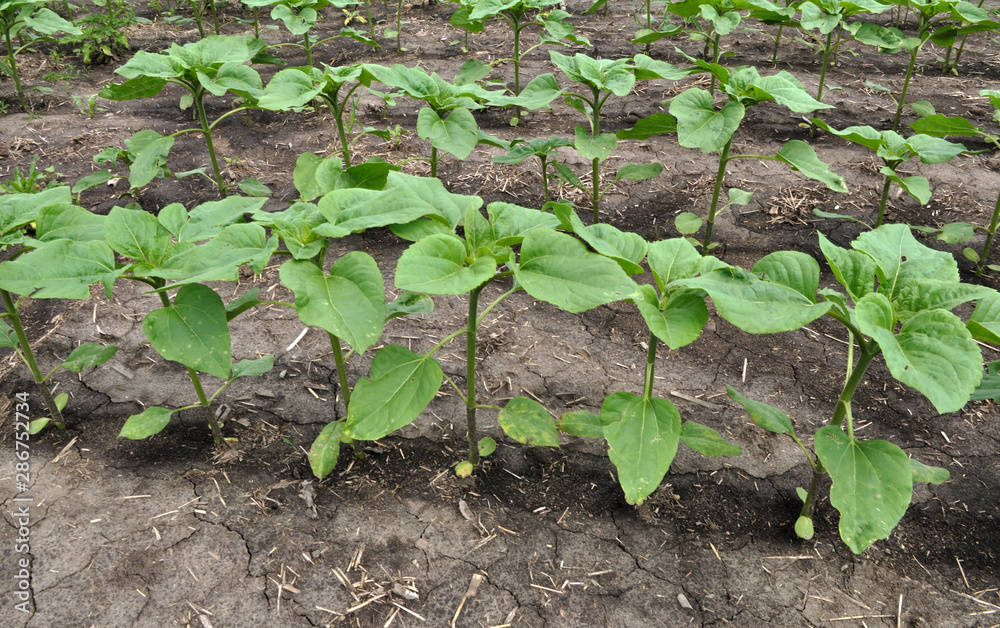 Obraz premium Young sunflower using herbicides is protected from weeds