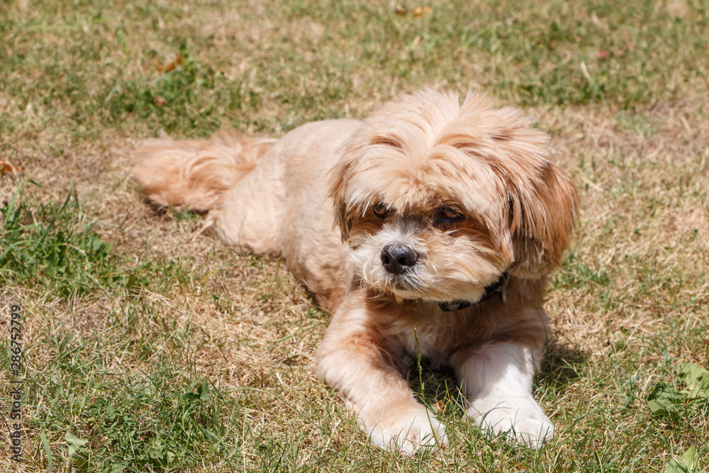 Red Lhasa Apso dog lying down in a garden