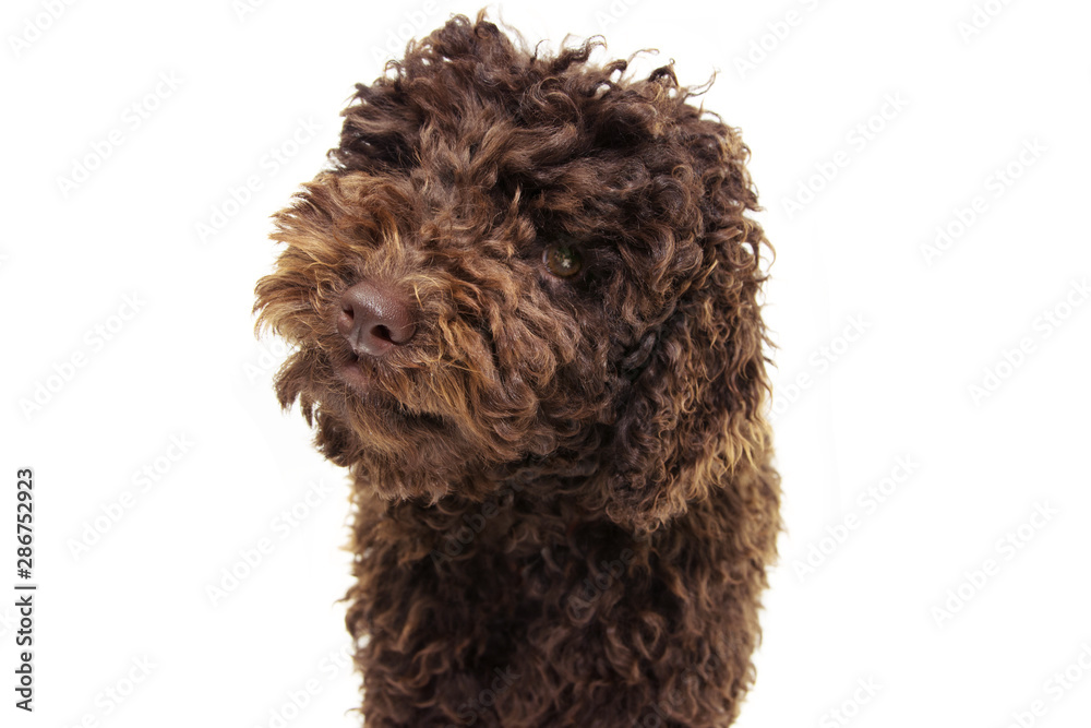 Portrait chocolate poodle puppy dog isolated on white background.