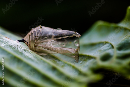 Close up of empty monarch butterfly chrysalis photo