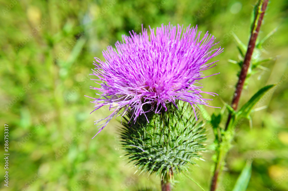 Purple burdock flower on green grass background. Purple burdock flower on green grass background.