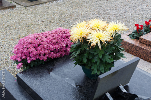 Chrysanthemum plants on tombstones for All Saints Day