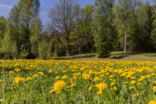Fototapeta Naklejka Na Ścianę i Meble -  Fantastic field with fresh yellow dandelions flowers on the blue sky.