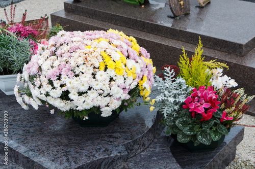 Chrysanthemum plants on tombstones for All Saints Day