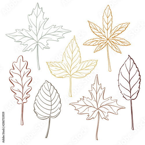 Set of autumn, fall leaves - oak, maple, birch, aspen, hand-drawn outlines, vector illustration isolated on white background. Set of hand drawn fall leaves, autumn symbols © big_and_serious