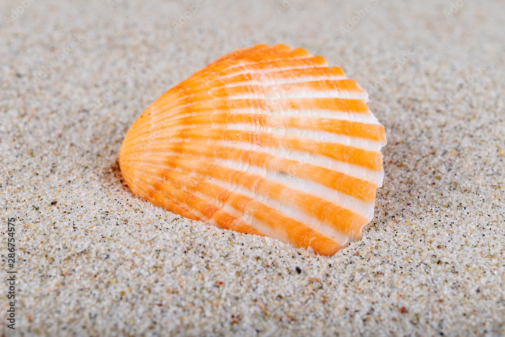 Empty shells on sea sand on the beach. Colorful shells of sea snails. Empty shells on sea sand on the beach. Colorful shells of sea snails.