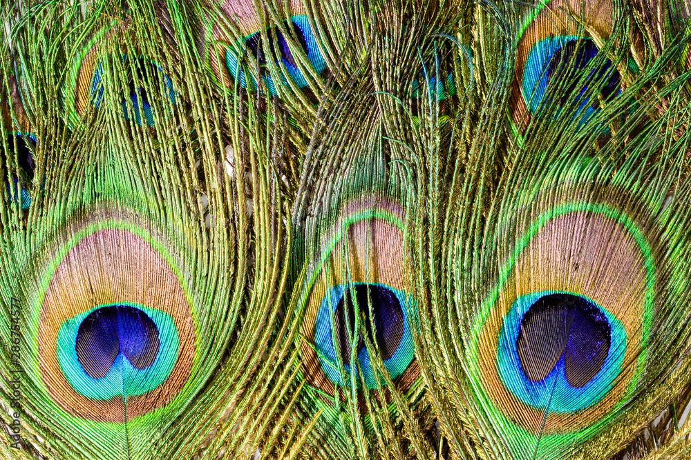 Naklejka premium Peacock tail feathers. Colorful feathers in tail with eye. Closeup isolated on white background.
