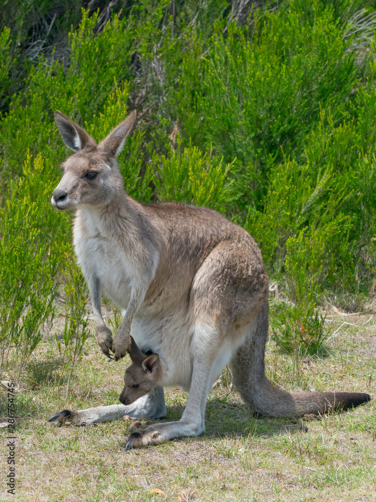 Eastern grey kangaroo with joey in pouch Eastern grey kangaroo with joey in pouch