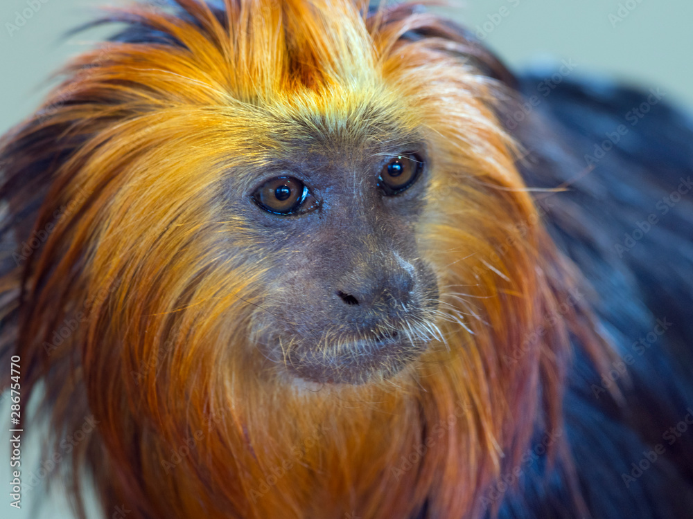 Close up of golden headed lion tamarin Close up of golden headed lion tamarin