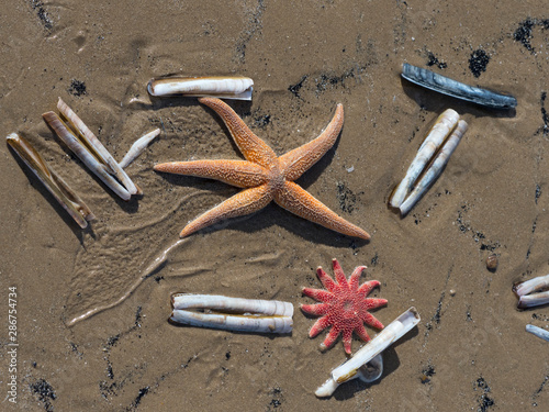 Close up of starfish, common sunstar and razor shells on beach photo