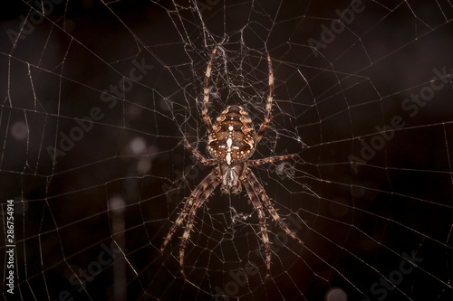 pająk krzyżak ogrodowy na pajęczynie © Henryk Niestrój