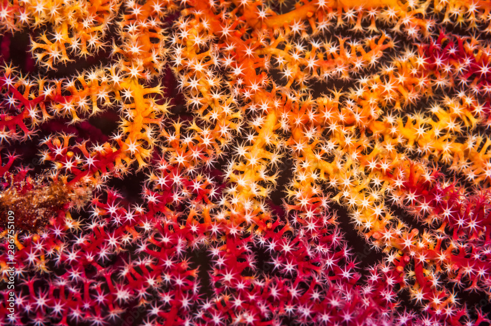 © NaturePL - Polyps on gorgonian fan coral