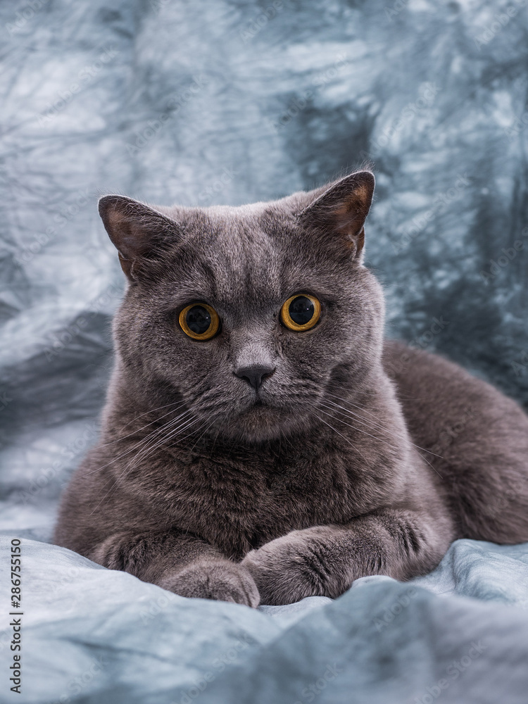 Fototapeta premium Very beautiful British cat