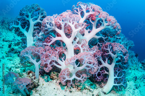 Soft coral growing undersea photo