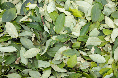 Close up of coca leaves in forest photo