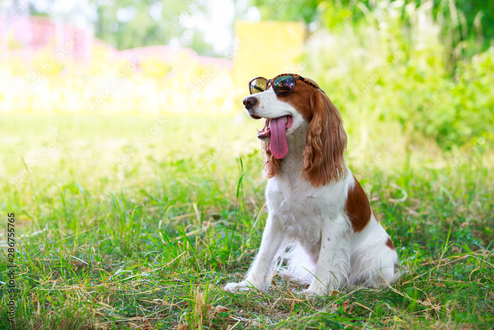 Dog breed Russian hunting spaniel