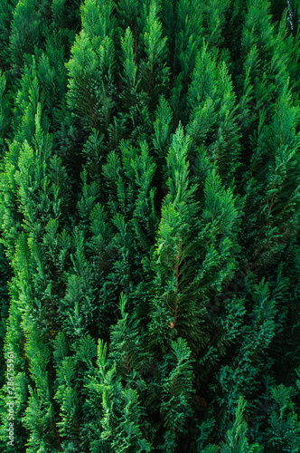 Greens, tree, spruce, fir, background