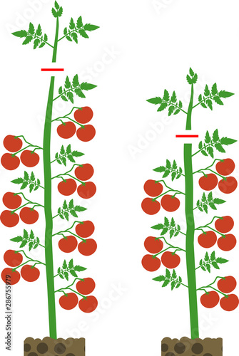 How to prune indeterminate tomatoes plant. Tomato pruning scheme
