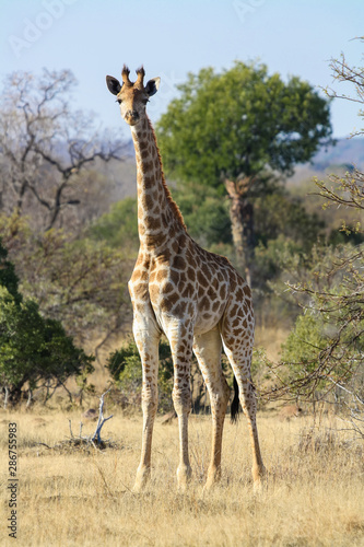 South African Giraffe  Giraffa camelopardalis giraffa 