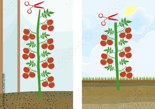 How to prune indeterminate tomatoes plant. Tomato pruning scheme