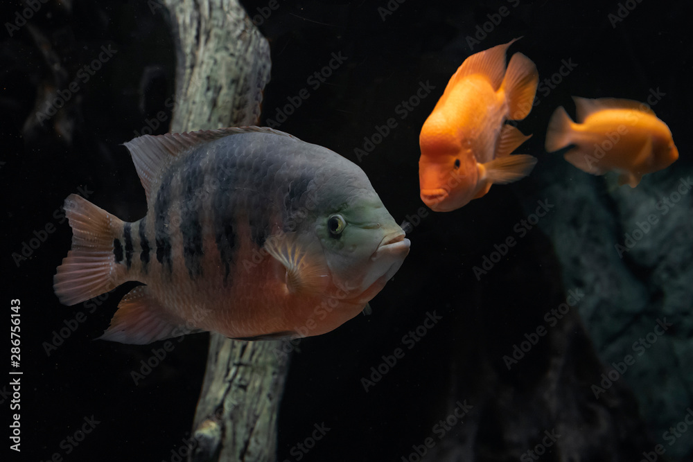 Obraz premium Beautiful aquarium fish cichlasoma bocourti, neetroplus bocourti