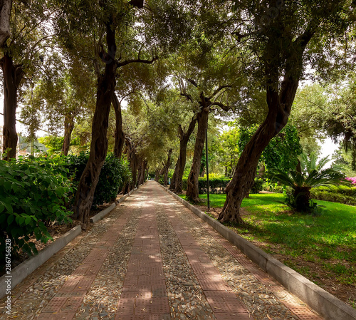 green city park during a sunny day , view at the alley of memory of the fallen , shady track between olives , noboody and silence © Yaroslav