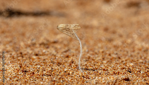 fish skeleton and dry flower in the sand photo